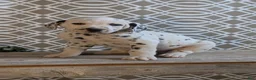 Dalmatian dogs for sale: Jasper - Ad 8