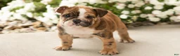 English Bulldog dogs for sale: Beauty  - Ad 3