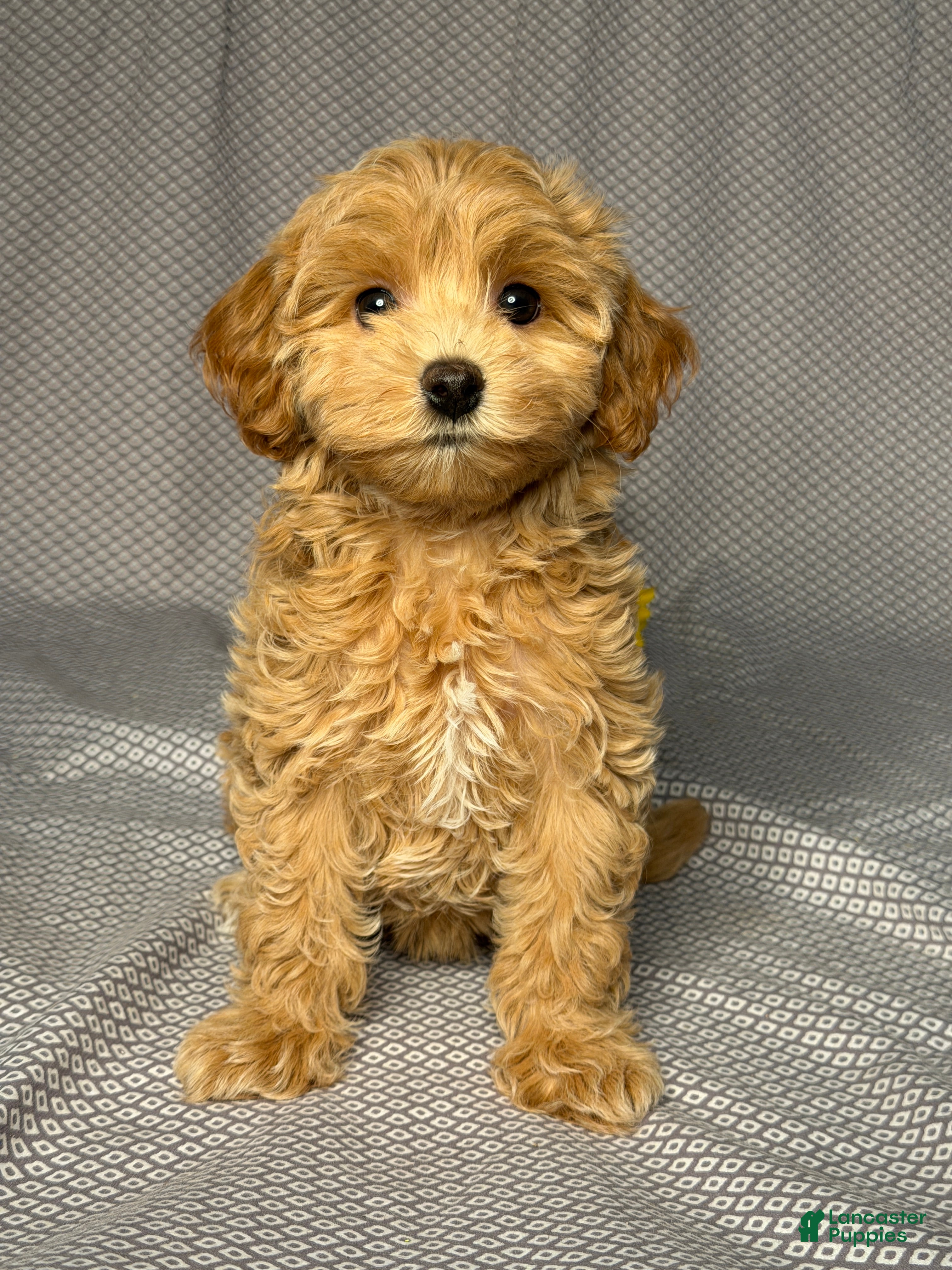 Maltipoo dogs Bailey - Ad 1