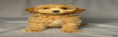 Bailey