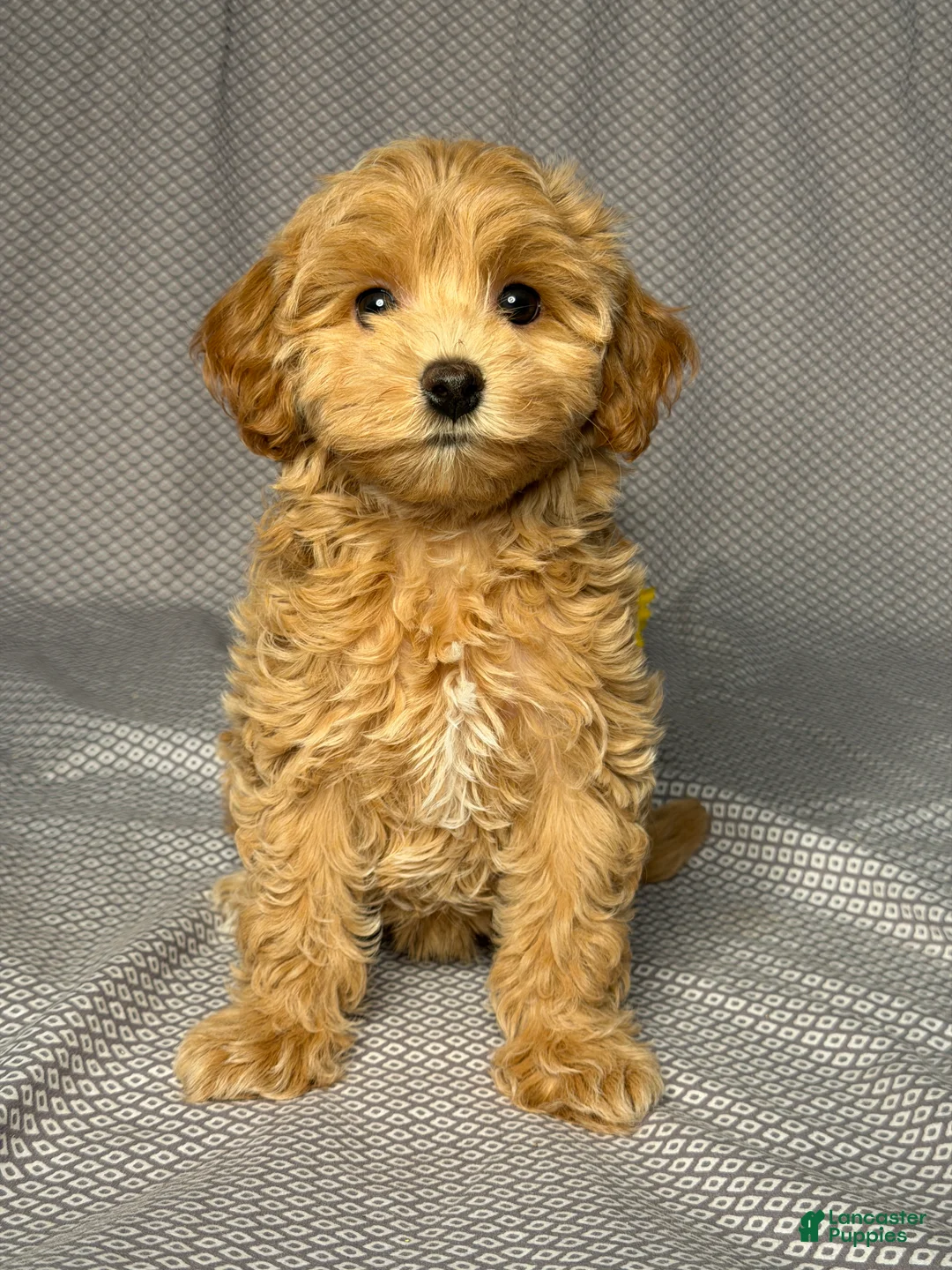 Maltipoo dogs for sale: Bailey - Ad 1