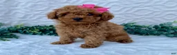 Miniature Poodle dogs for sale: Maggie - Ad 3