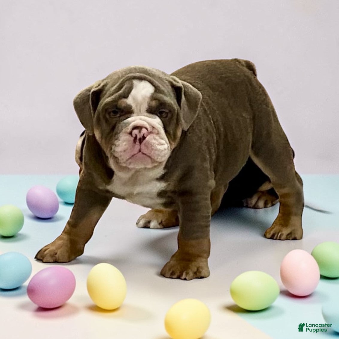 English Bulldog dogs Romeo - Ad 1