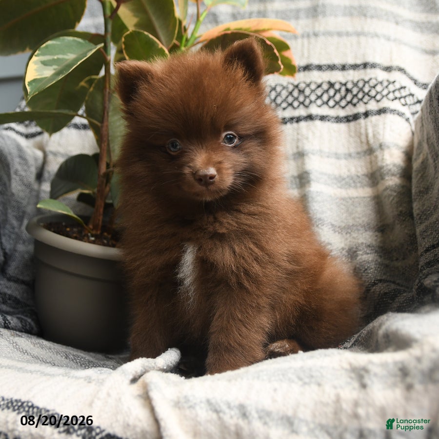 Pomeranian dogs Zachery - Ad 1