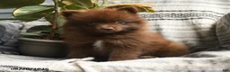 Pomeranian dogs for sale: Zachery - Ad 1