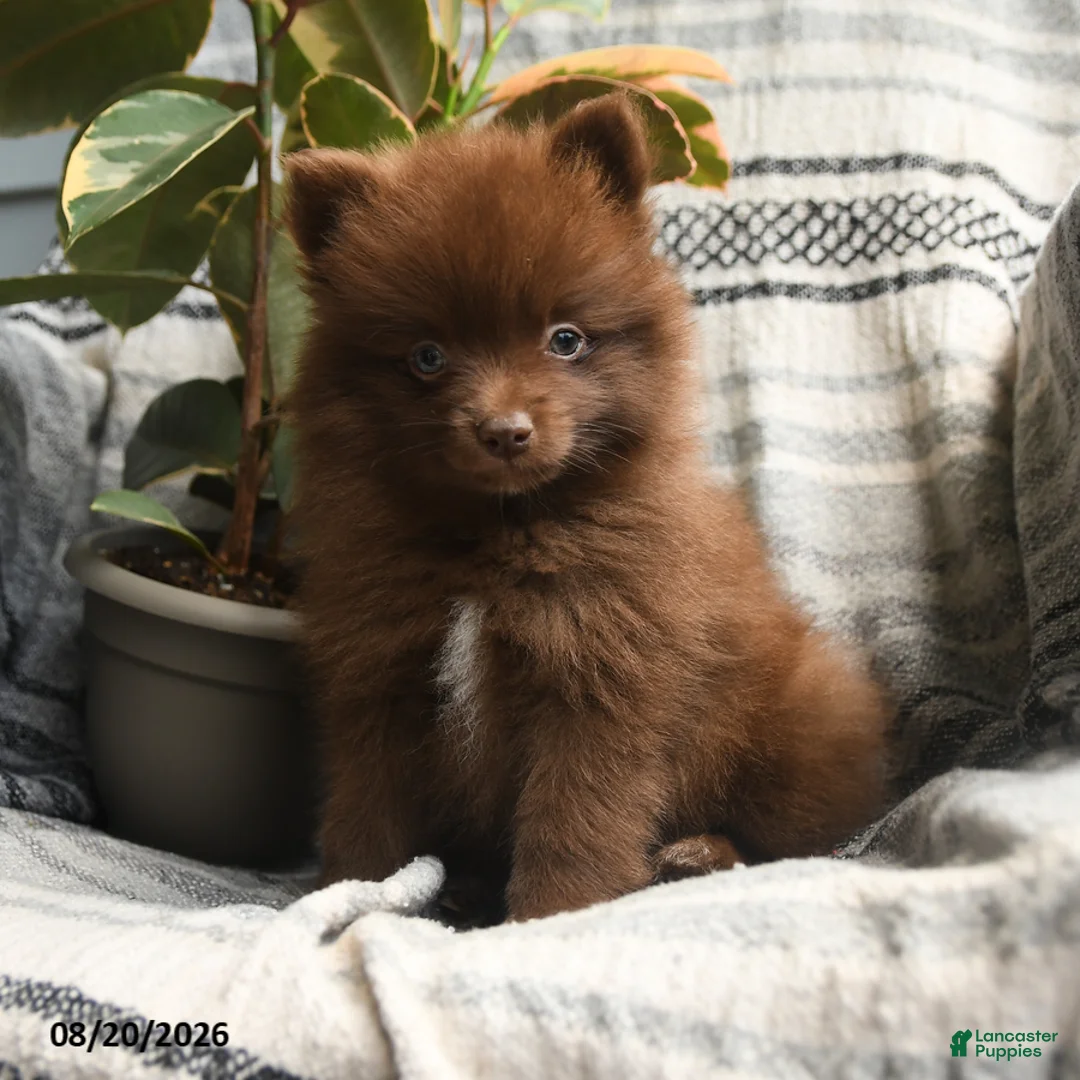 Pomeranian dogs for sale: Zachery - Ad 1