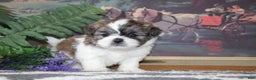 Shih Tzu dogs for sale: Colt - Ad 3