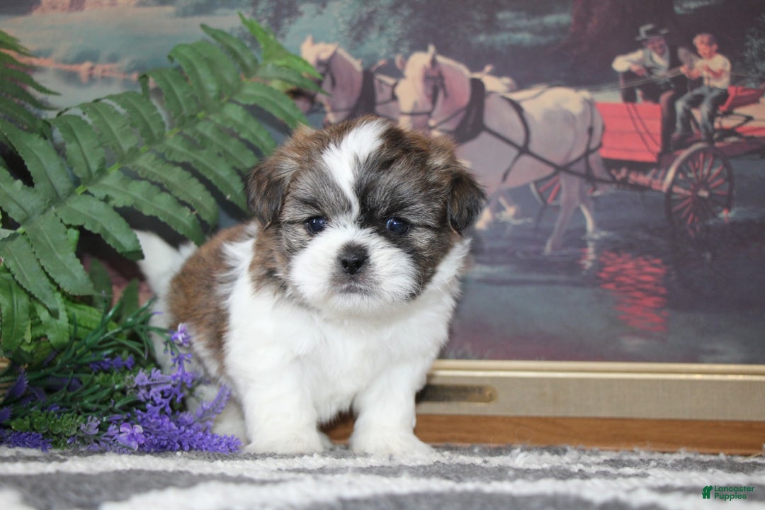 Shih Tzu dogs for sale: Colt - Ad 3