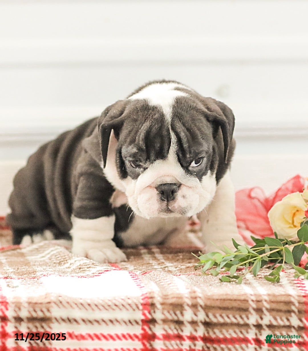 English Bulldog dogs for sale: Rex - Ad 3