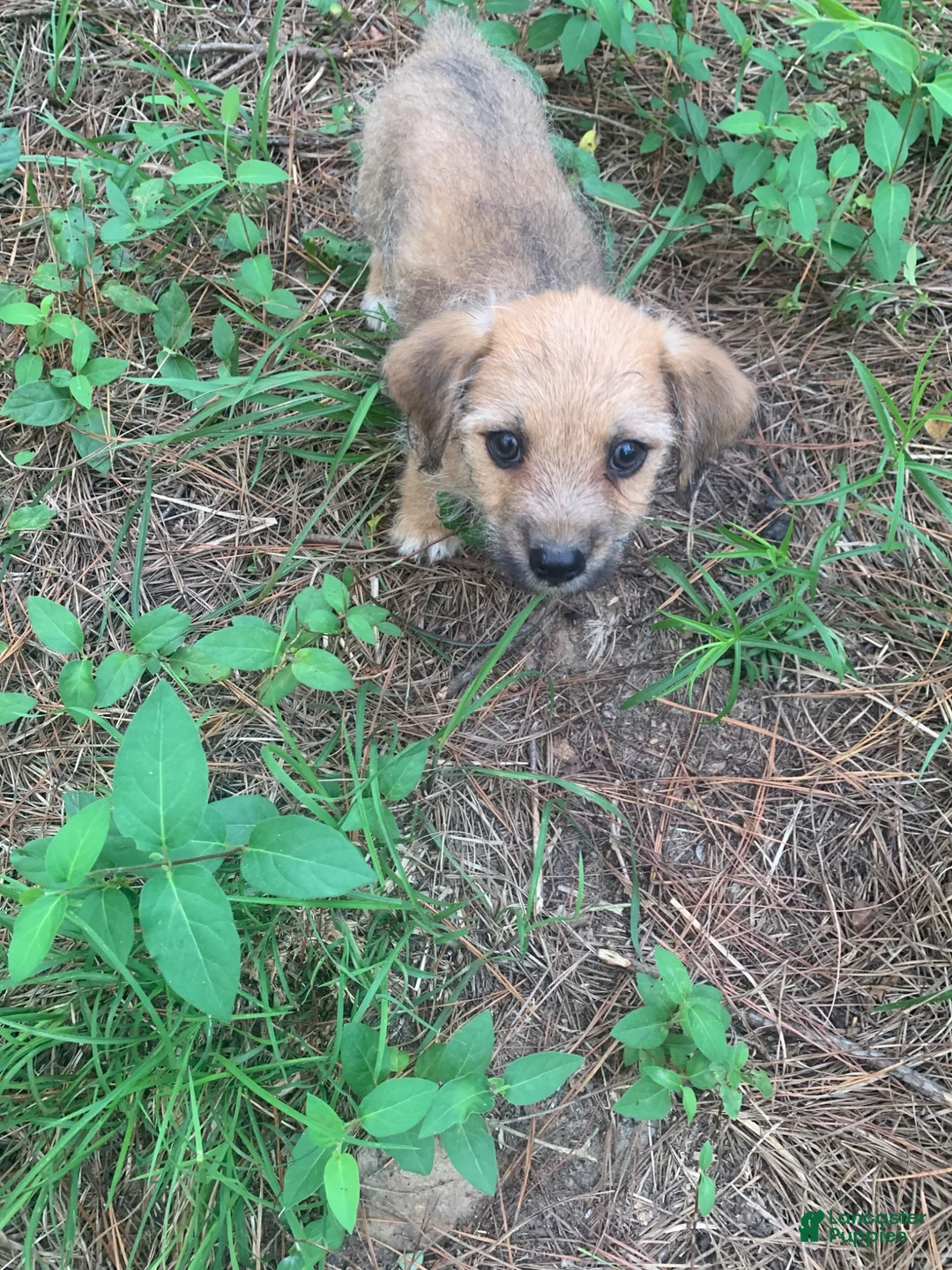 Chiweenie dogs for sale: Chiweenie 1 - Ad 1