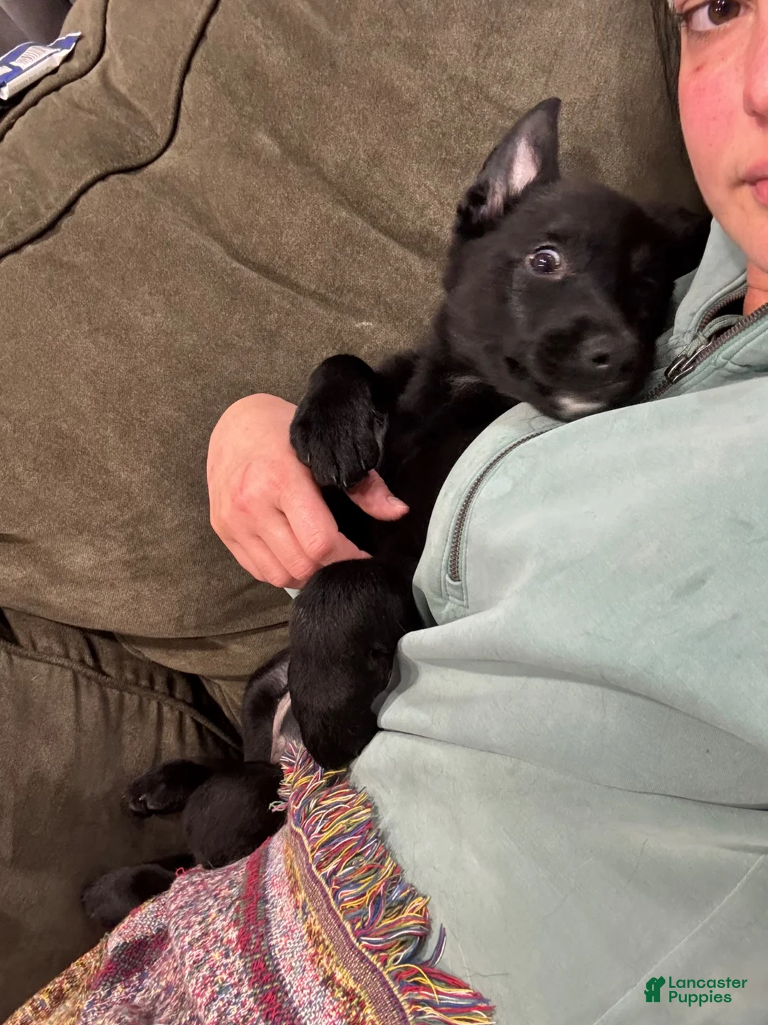 Mixed Breed dogs for sale: Mixed Breed Puppy 2 - Ad 2