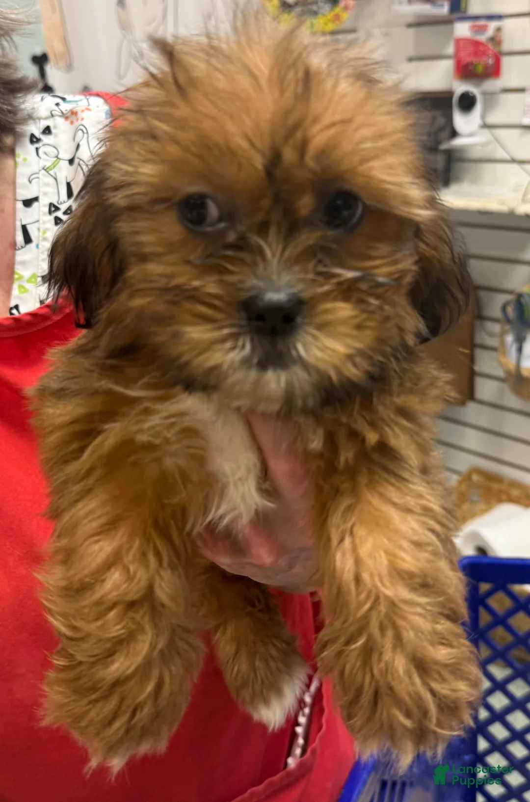 Shorkie dogs for sale: Shorkie 1 - Ad 1
