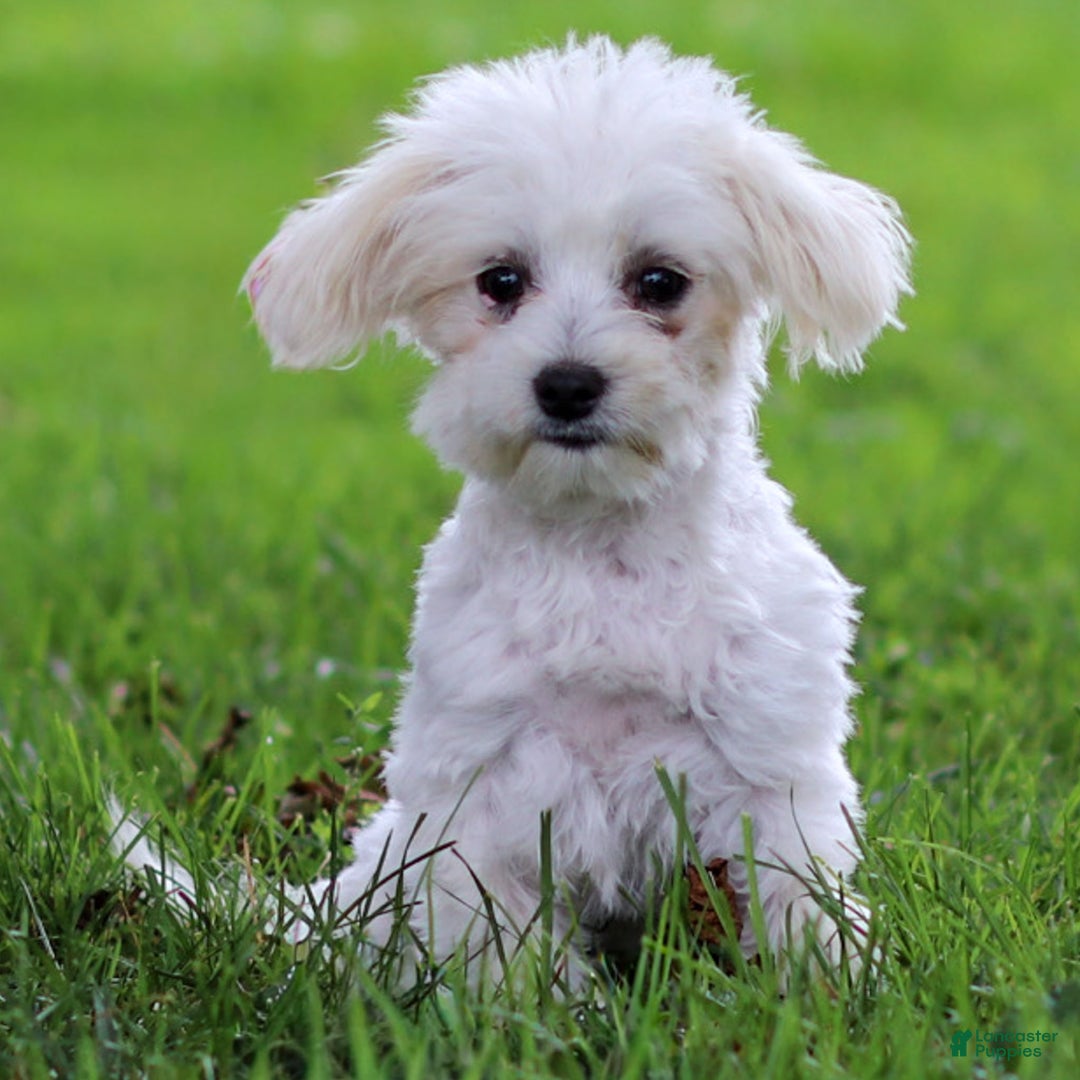 Maltese dogs for sale: Reign - Ad 1