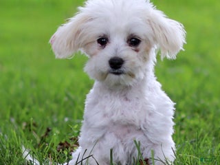 Maltese dogs Reign - Ad 20