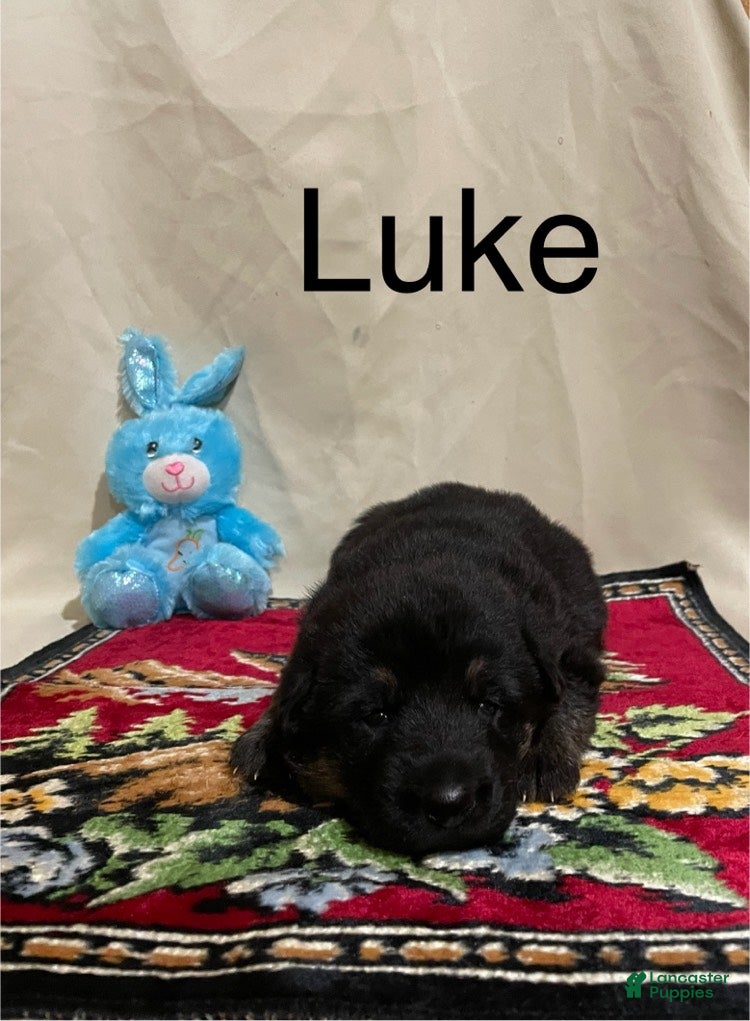 German Shepherd dogs Luke - Ad 36