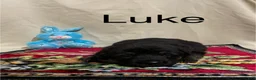 German Shepherd dogs for sale: Luke - Ad 9