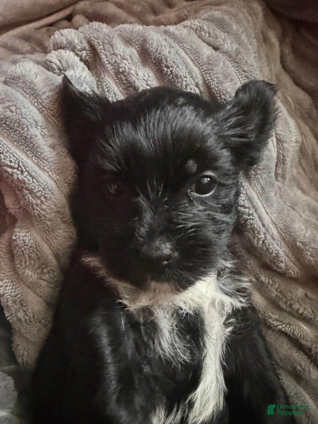Shorkie dogs for sale: Shorkie Puppy 2 - Ad 2