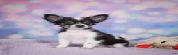 Chihuahua dogs for sale: winston - Ad 10