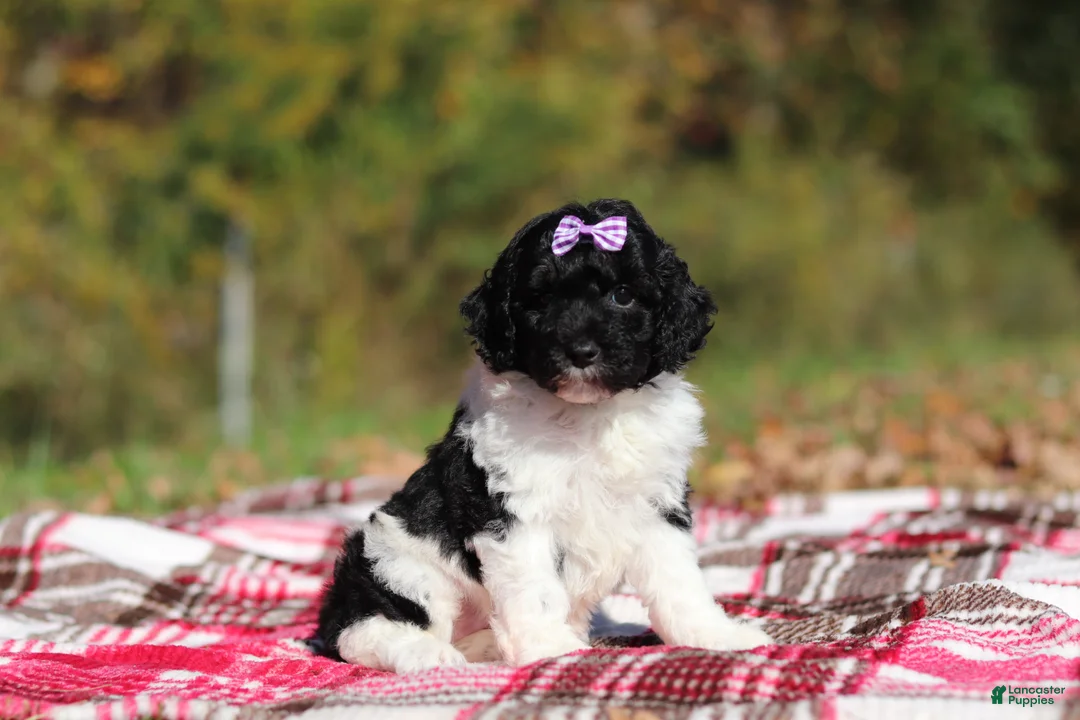 Miniature Poodle dogs for sale: Josie (AKC) - Ad 2