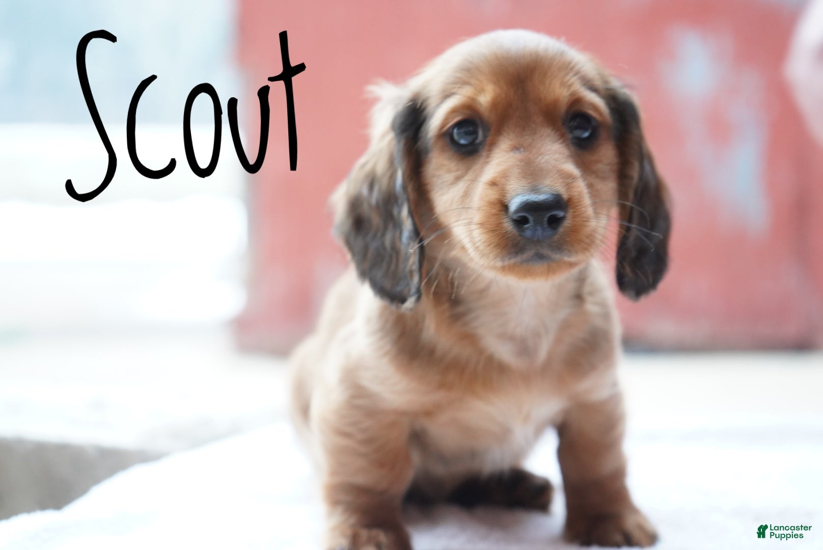 Miniature Dachshund dogs Scout - Ad 2