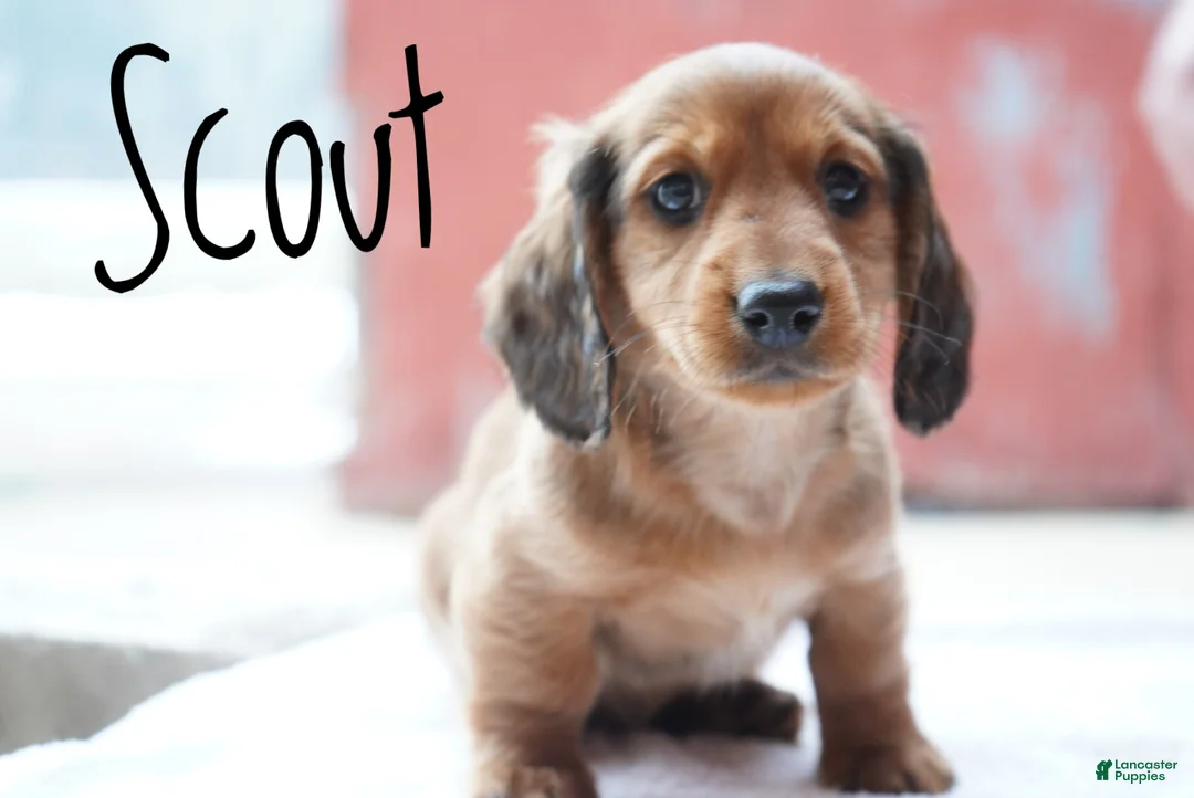 Miniature Dachshund dogs for sale: Scout - Ad 2