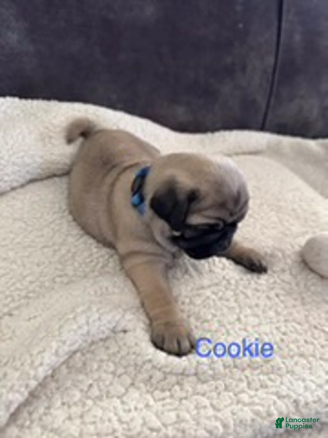 Pug dogs for sale: AKC, Cookie - Ad 4