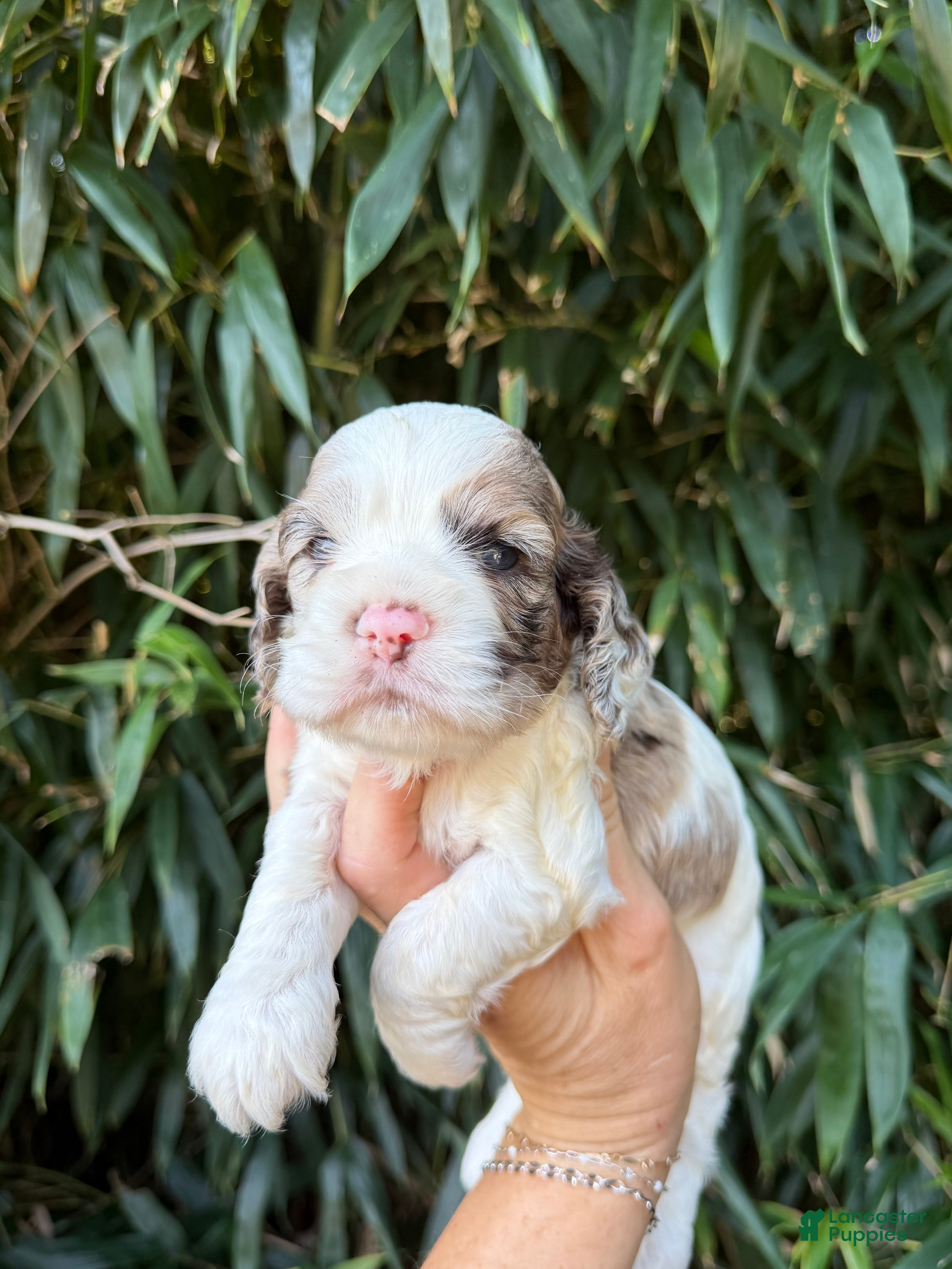 Cocker Spaniel dogs Cocker Spaniel 1 - Ad 37