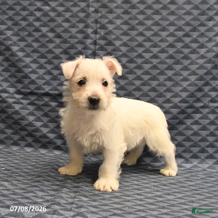 West Highland Terrier dogs Kevin - Ad 2