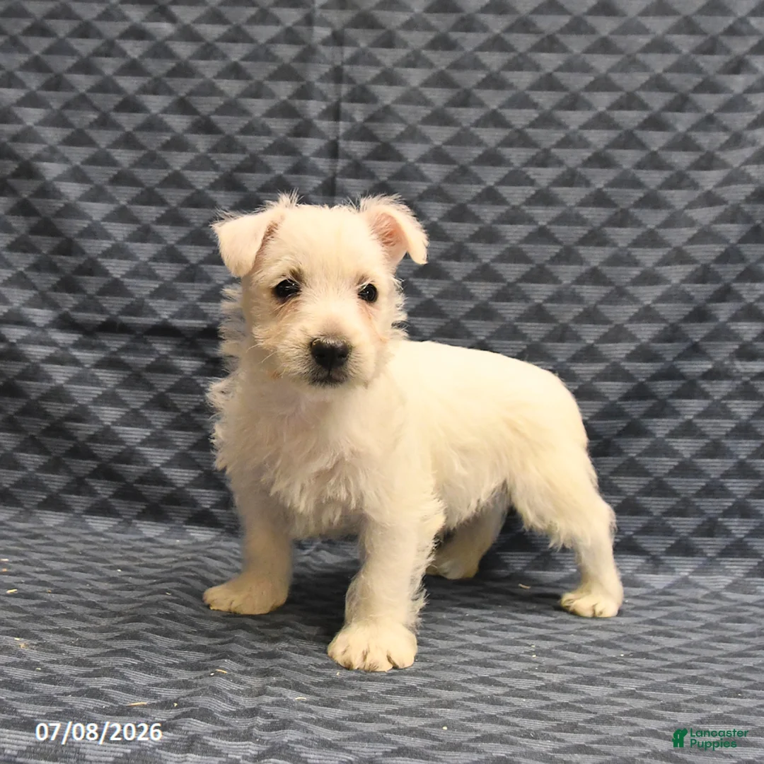 West Highland Terrier dogs for sale: Kevin - Ad 2