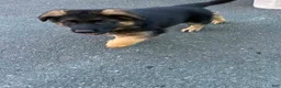 German Shepherd dogs for sale: Gerda - Ad 4