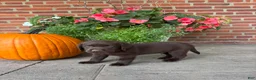 Labrador Retriever dogs for sale: Milo - Ad 4