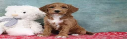 Mini Goldendoodle dogs for sale: Dante - Ad 3