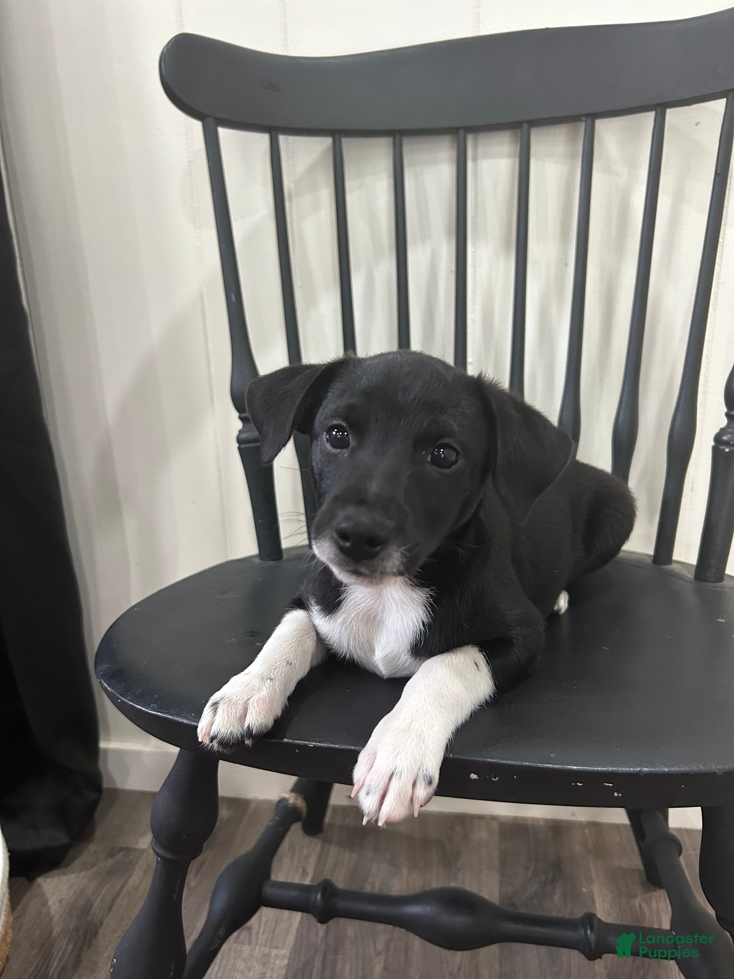 Rat Terrier dogs for sale: George - Ad 2