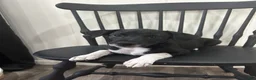 Rat Terrier dogs for sale: George - Ad 1