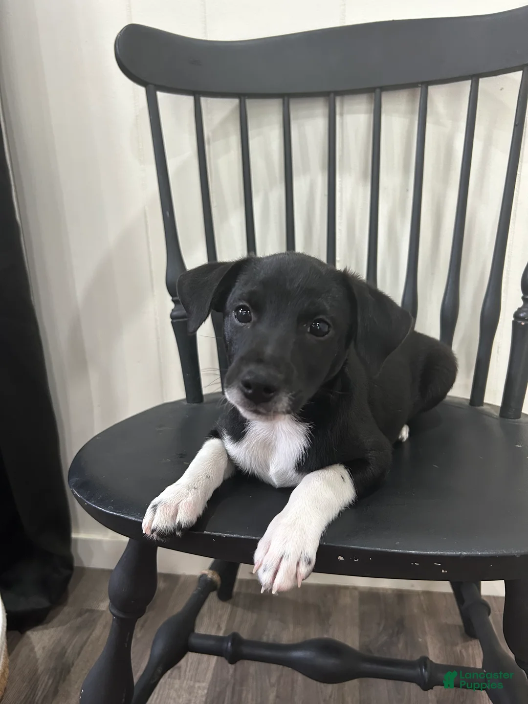 Rat Terrier dogs for sale: George - Ad 1