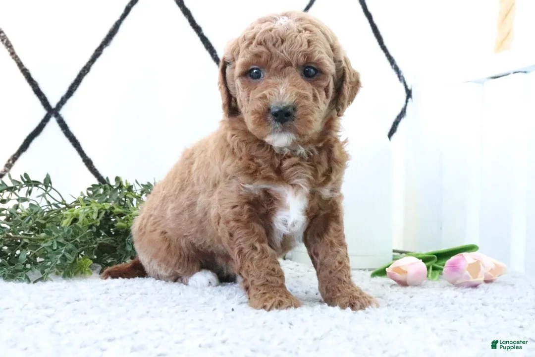 Mini Goldendoodle dogs for sale: Ruth - Ad 2