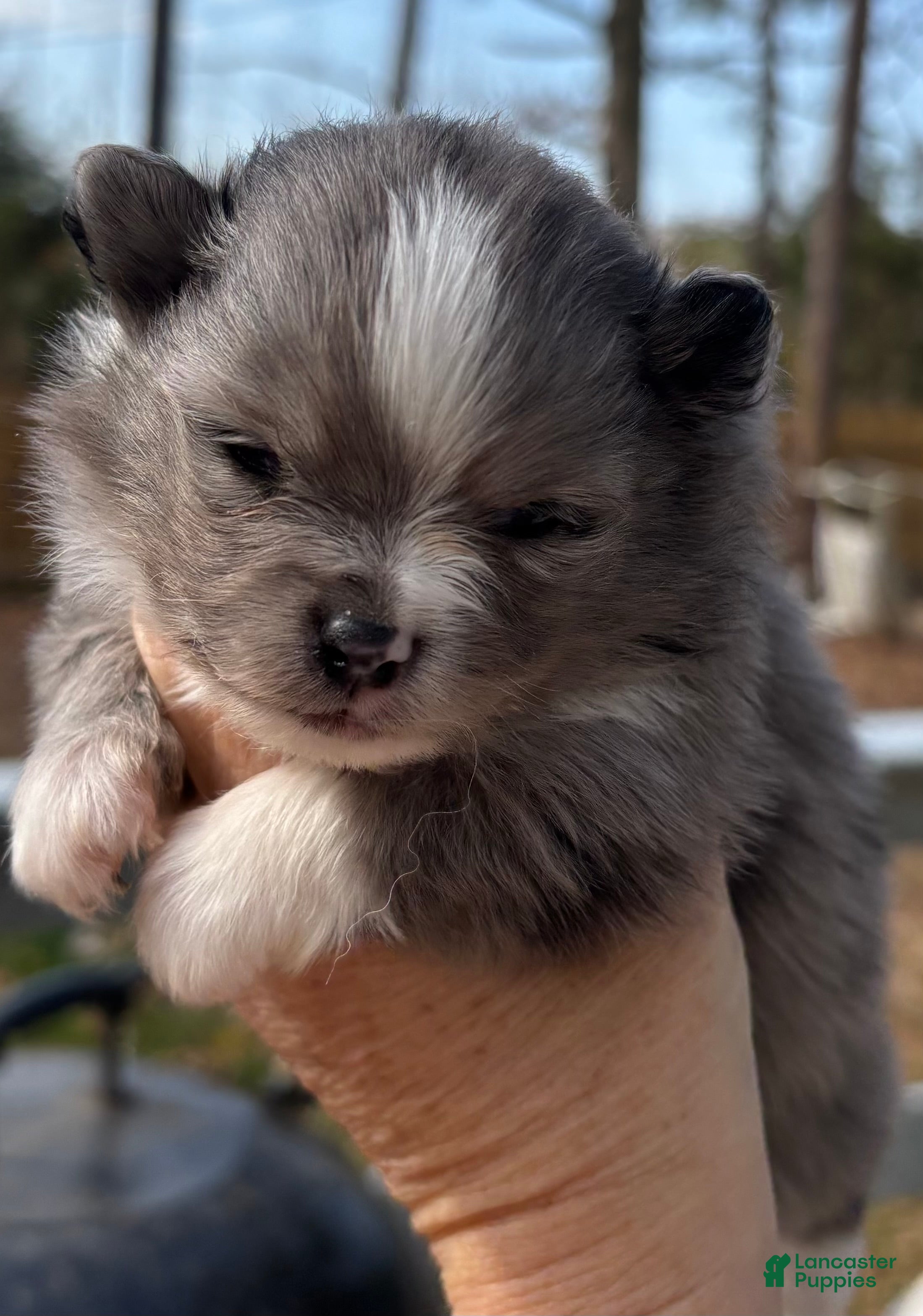 Pomeranian dogs for sale: Pomeranian Puppy 1 - Ad 4