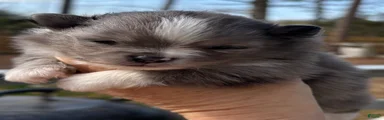 Pomeranian Puppy 1
