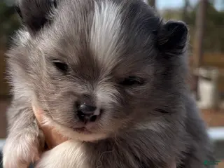 Pomeranian dogs Pomeranian Puppy 1 - Ad 9