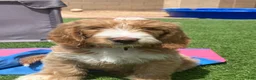 Goldendoodle dogs for sale: Goldendoodle Male - Ad 7