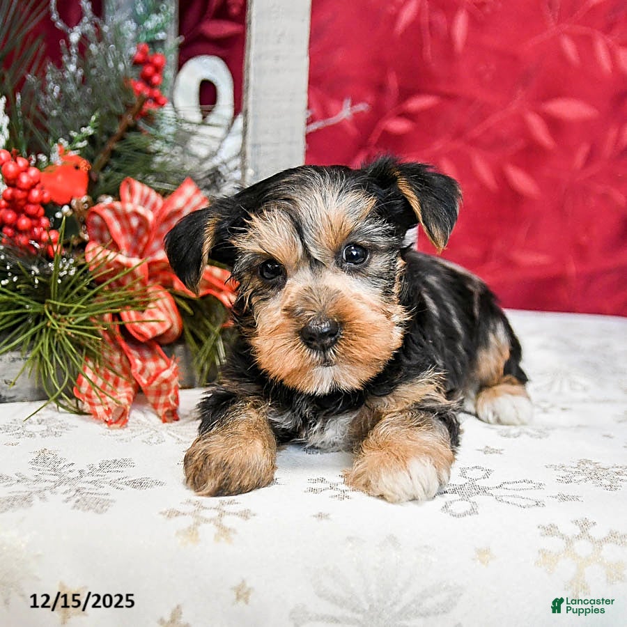 Yorkshire Terrier dogs Toby - Ad 1