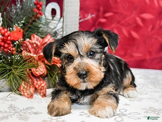 Yorkshire Terrier dogs Toby - Ad 1