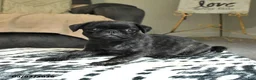 Pug dogs for sale: Poppy - Ad 3