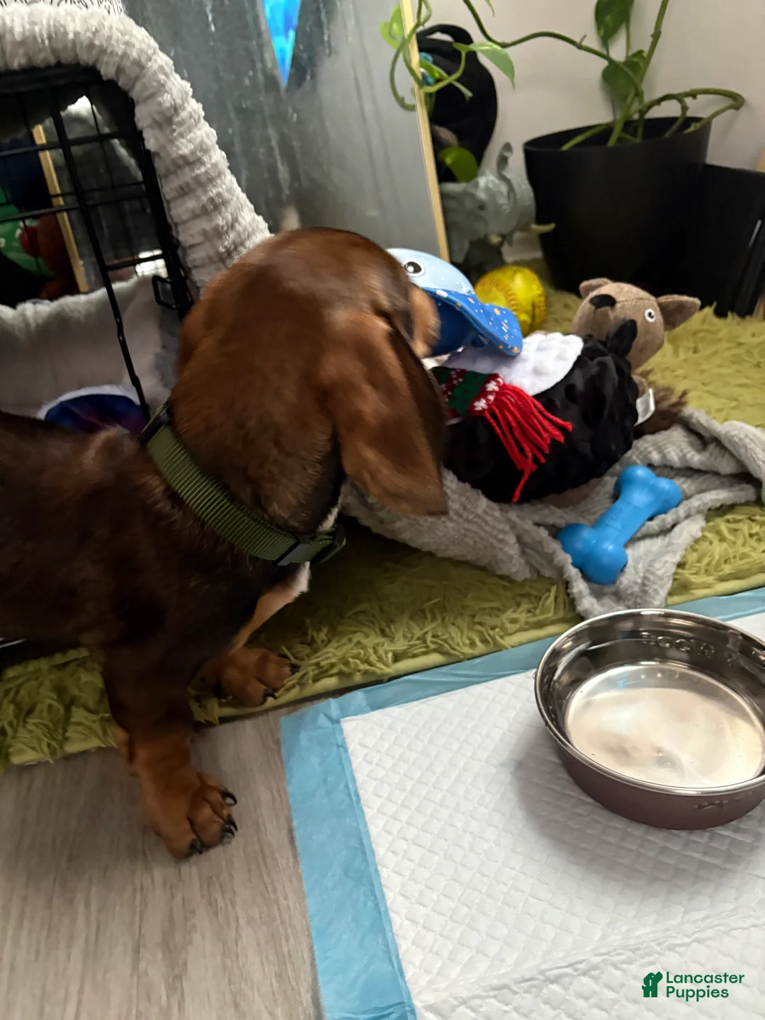 Miniature Dachshund dogs for stud: Oatie litter - Ad 2