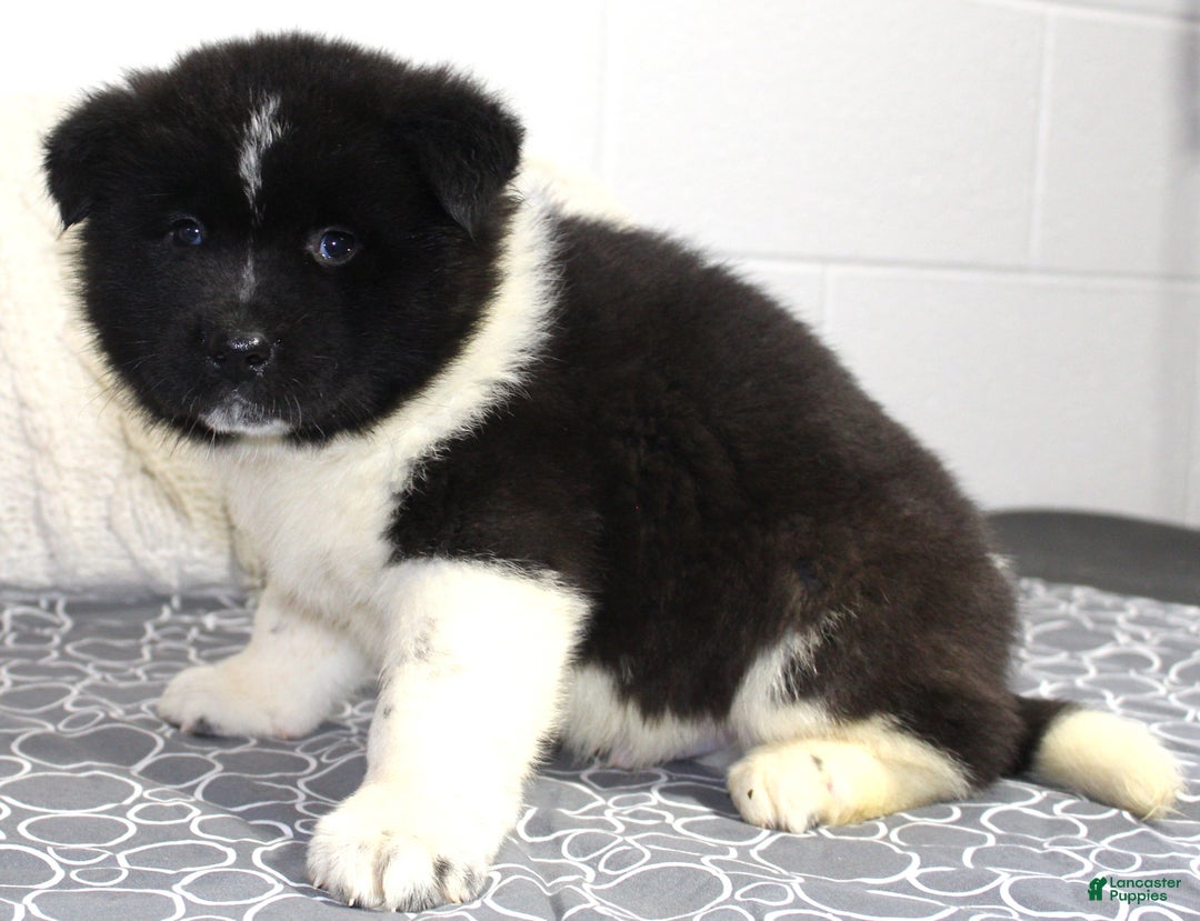 Akita dogs for sale: Ranger - Ad 2