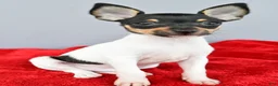 Toy Fox Terrier dogs for sale: Buster  - Ad 3