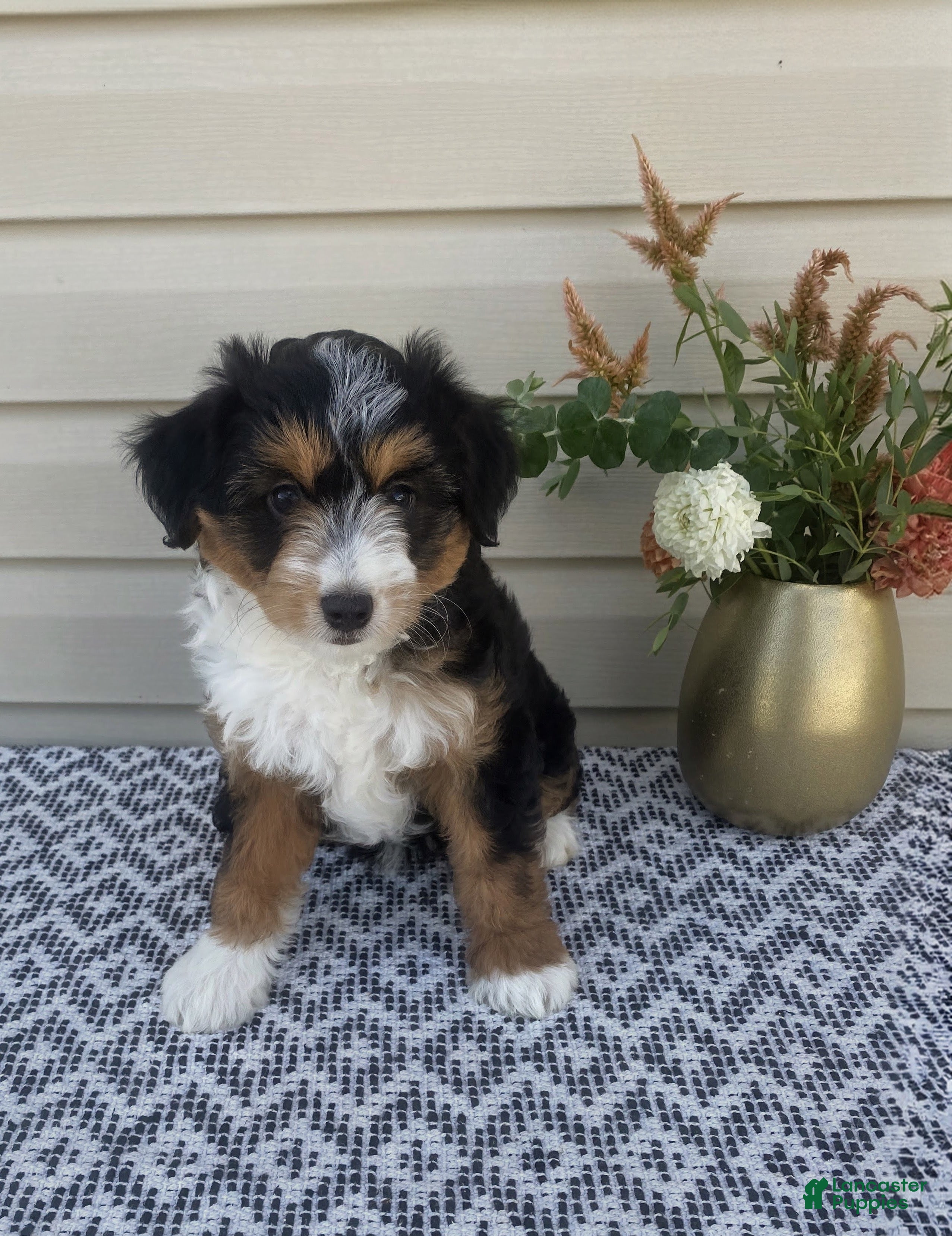 Mini Aussiedoodle dogs Amber - Ad 2