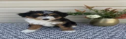 Mini Aussiedoodle dogs for sale: Amber - Ad 2