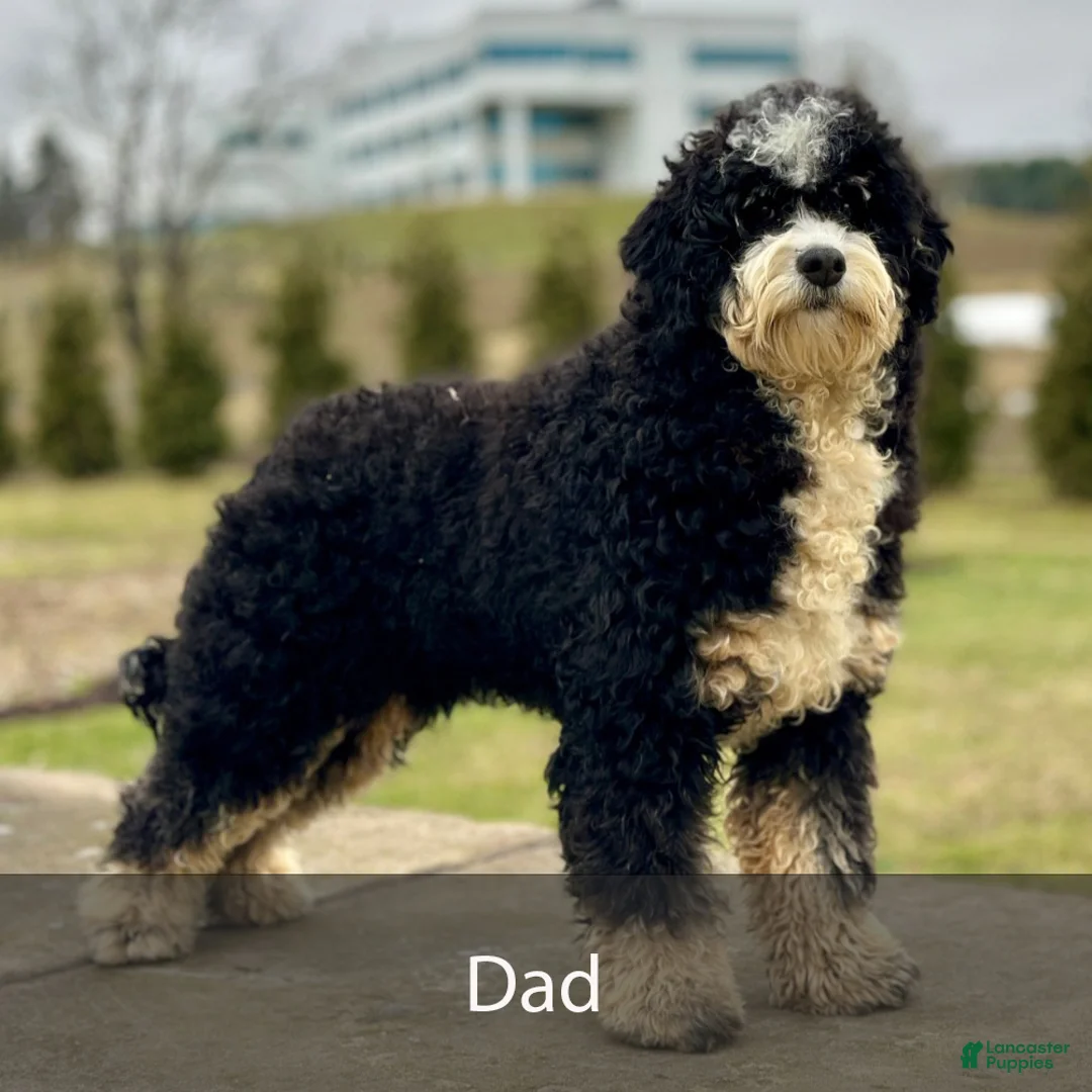 Mini Bernedoodle dogs for sale: Hunter - Ad 10