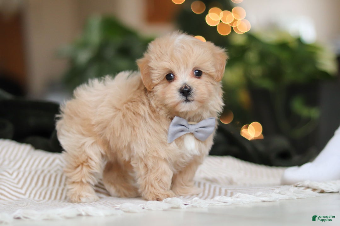 Maltipoo dogs for sale: Nevin - Ad 7